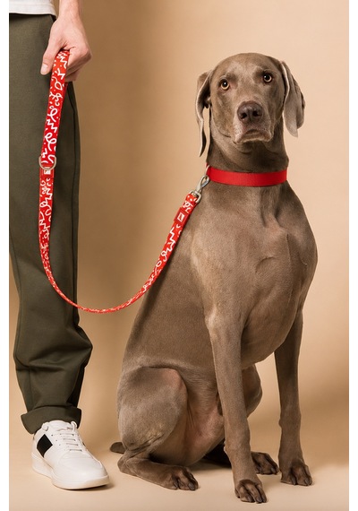 Köpekler İçin Dayanıklı Ve Güvenli, Desenli Gezdirme Tasması 25mm Kırmızı