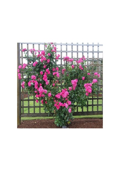 Tüplü Pembe Sarmaşık Gül Fidanı