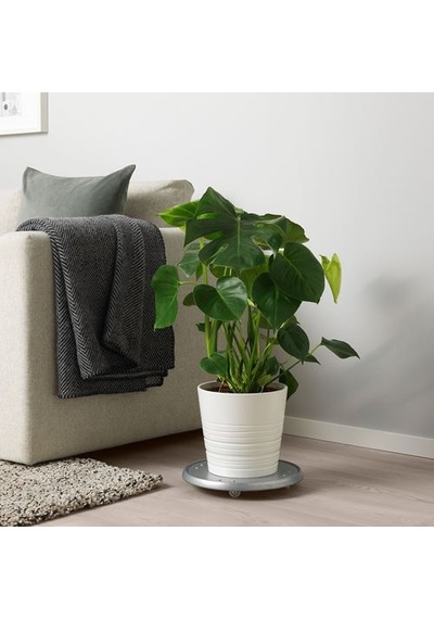 Ikea Monstera Canlı Bitki, Yeşil, 21 Cm, Deve Tabanı