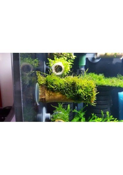 Moss Vantuzlu Kamışa Tutturulmuş Karides Yuvası Ve Üretim Kamı