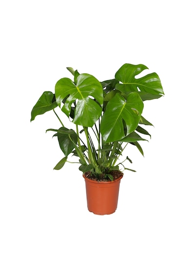 Monstera(Deve Tabanı) & Pilea & Starliçe