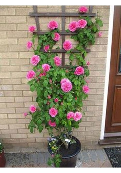 Videolu Pembe Gül Fidanı Yediveren Sarmaşık Mis Kokulu 70-110 Cm 3 Adet Saksılı Climbing Pink Rose