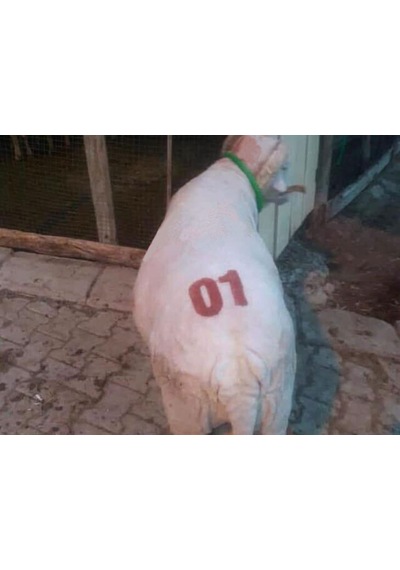 Ay Yıldızlı Hayvan Numara İşaretleme Damga Seti