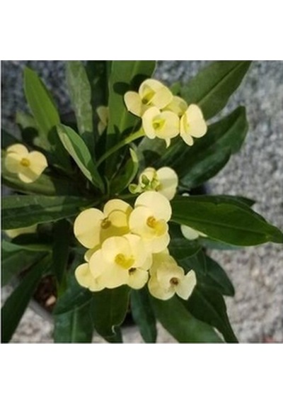 Biorganix Dikenler Tacı Japon Iğnesi Euphorbia Milii Sarı