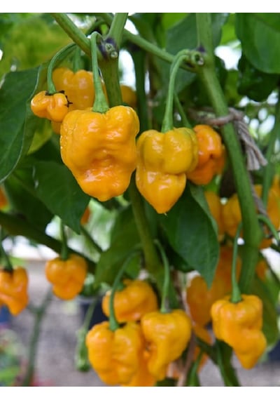 7 Pot Braın Straın Yellow Pepper / 1,5 Milyon Scoville - Gerçek Taze Acı Biber