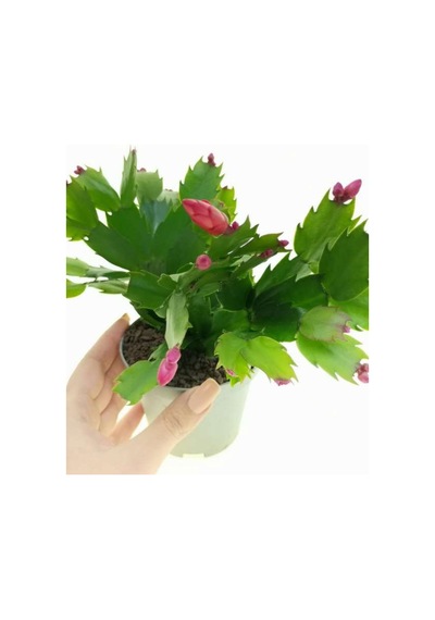 Pembe Yılbaşı Çiçeği Fidanı 1 Adet Saksılı Salon Ofis Çiçeği Schlumbergera