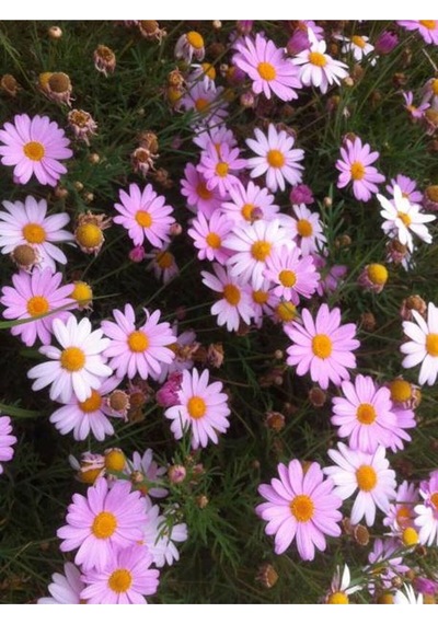Açık Pembe Çeşme Papatyası 1 Adet Saksılı/ Tüplü 30-65 Cm Çeşme Pink Daisy