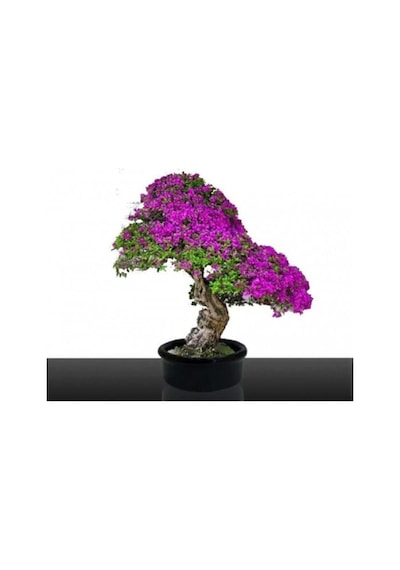 Bodur Bonsai Erguvan Ağacı Tohumu 5 Adet Tohum..