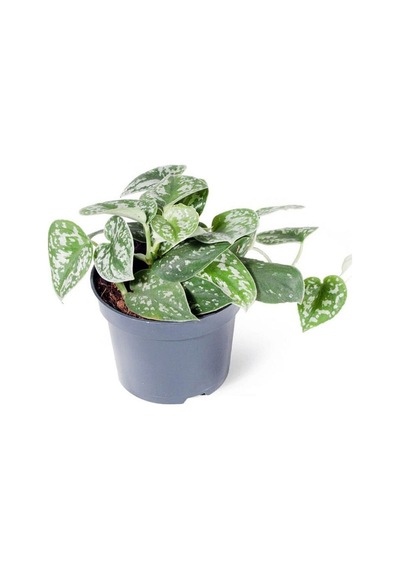 Thebestonline Scindapsus Pictus Argyraeus - Salon Sarmaşığı Satin - Ev Ofis Salon Iç Mekan Bitkisi -
