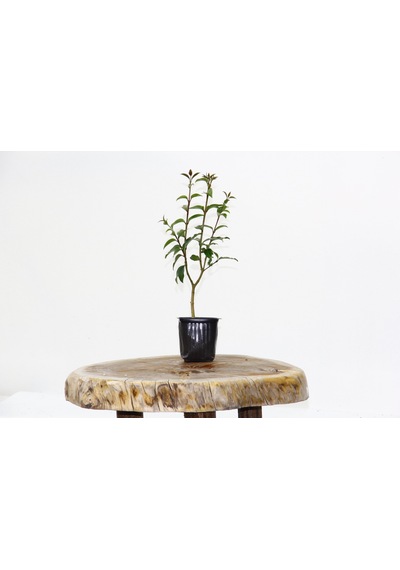 Bonsai Ligustrum Japonicum - Hediyelik 25-30 Cm