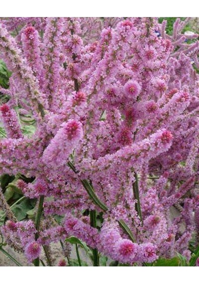 10 Adet Statice Seeds - Pink Limonium Tohumu