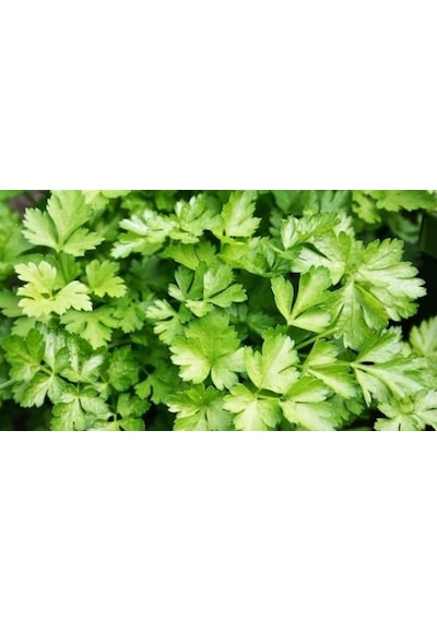Geleneksel Maydanoz Tohumu 300+ Tohum N116455