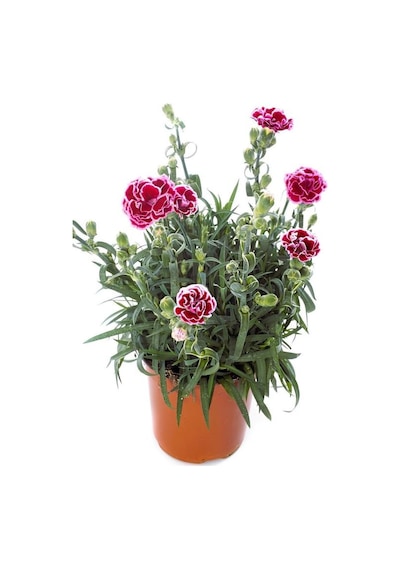 Kokulu Pembe Renk Ebruli Karanfil Çiçeği 1 Adet Saksılı Bodur Tür 15-25cm