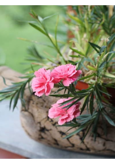 Videolu Pembe Karanfil 40 60 Cm 1 Adet Saksılı/ Tüplü Çiçekli Bodur Bitki Dianthus Caryophyllus