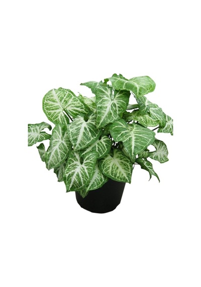 Ok Başı Sarmaşığı - Syngonium Podophyllum