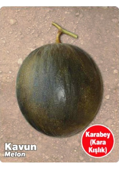 AGRodal Tarım Ata Tohumu Yerli Kavun Karabey 100 Adet Tohum