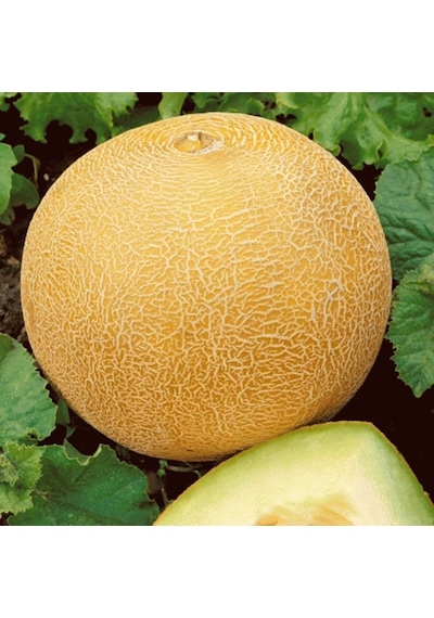 Geleneksel Tohumları Kokulu Ananas Kavun Tohumu Gali Tipi 20 Tohum