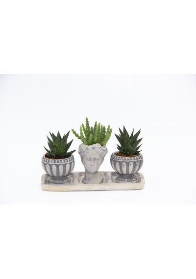 Trio Helen Gri Sukulent Seti - Haworthia Limifolia. Gasteria