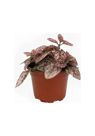 Pembe Çilli Yaprak Çiçeği Hostes Çiçeği Hipoestes Phyllostachya 10-20 Cm