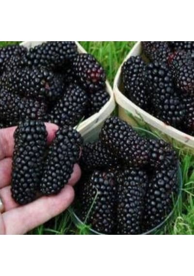 Tüplü Yediveren Siyah Avustralya Dut  Fidanı