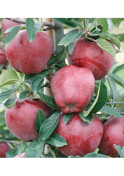 Elma Amasya 150-200 Cm Tüplü