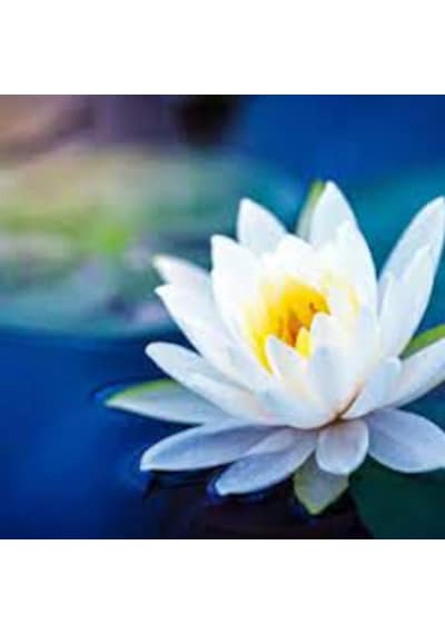 1 Adet Tohum Nadir Beyaz Lotus Su Çiçeği Tohumu Nilüfer Çiçeği
