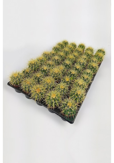 Echinocactus Grusonii Altın Fıçı Kaktüsü 45 Adet 1 Viyol