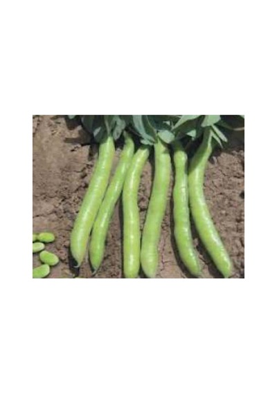 Bakla Sakız Tohumu - 10 Gr, Sağlıklı Seçenek