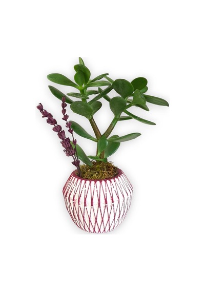 Sukulent Crassula Ovata | Pembe Çizgili Saksıda