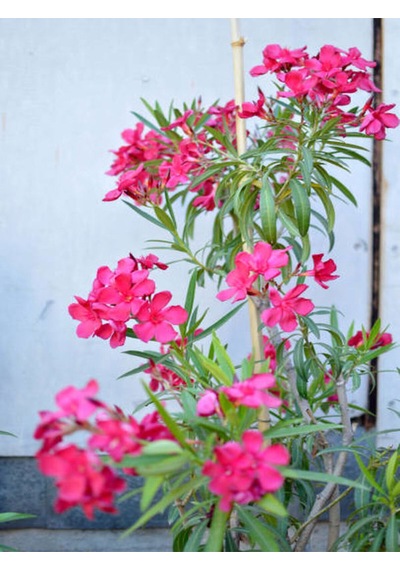 Videolu Özel Pembe Zakkum Fidanı 4 Adet 40-90 Cm Tüplü Dış Mekan Ağaçları Pink Oleander