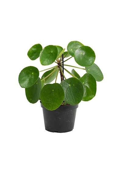 Thebestonline Şans Çiçeği Pilea Peperomioides - Çin Para Ağacı