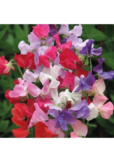 Karışık Bezelye Çiçeği Tohumu Lathyrus Odoratus 5+ Tohum
