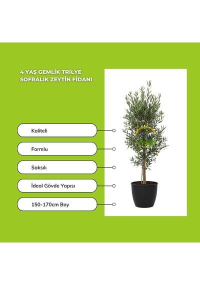 Fidan Sepetim 4 Yaş Gemlik Trilye Sofralık Zeytin Fidanı