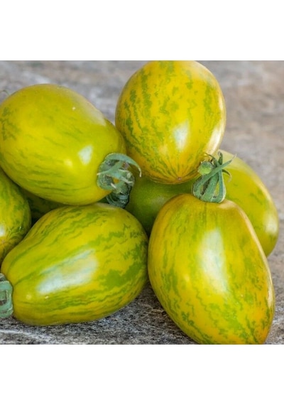 Dwarf Saucy Mary Yeşil Sarı Alacalı Etli Domates Tohumu 15 Tohum