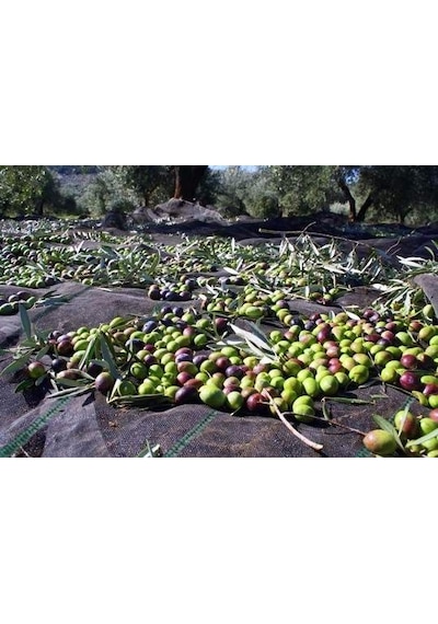 5x3 Metre Zeytin Sergeni Zeytin Toplama Örtüsü Fındık Fıstık Dut Toplama Filesi Hasat Taban Örtüsü