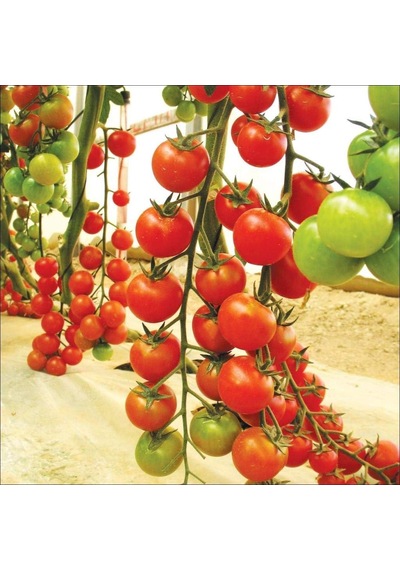 Ayrex Sarkan Cherry Domates Saksı Toprak Seti Genel