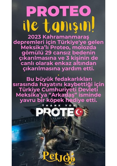 Petjoo 24.Proteo Sarı-Pembe Qr'lı Köpek Künyesi