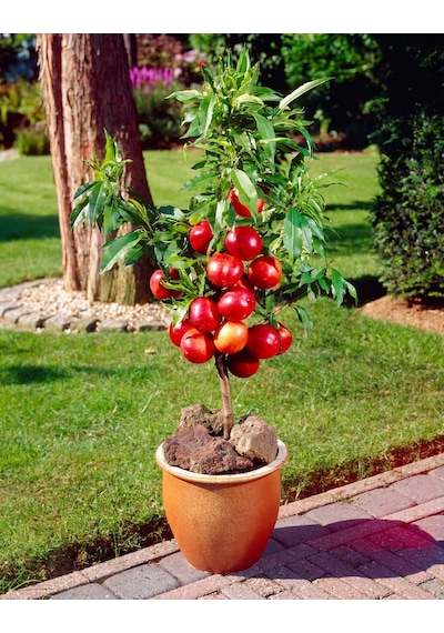 Venüs Nektarin Prunus Persica Nucipersica 3 Adet