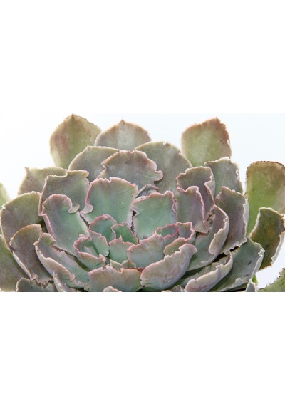 Echeveria - Büyük Boy Sukulent