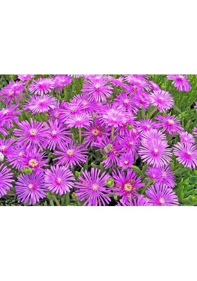 Saksılı Kaz Ayağı Çiçeği Fidanı 10-20 Cm