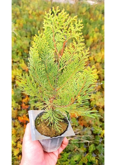 ALTUNİ MAZI FİDANI 20-30 cm - SARI ÇİT BİTKİSİ