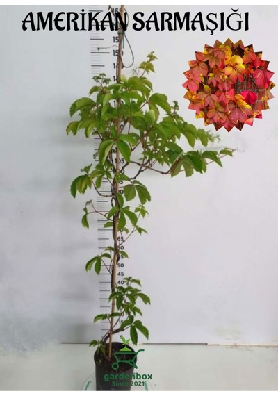 Amerikan Sarmaşığı Parthenocissus Quinquefolia Saksılı/tüplü 40/65cm