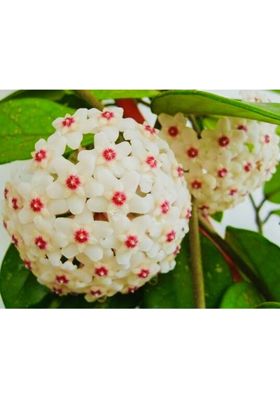 Hoya Carnosa En Az 1.5 Metre Kokulu Mum Çiçeği Bitkisi