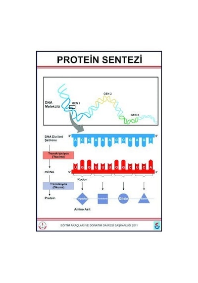 Protein Sentezi Levhası 70X100 Cm