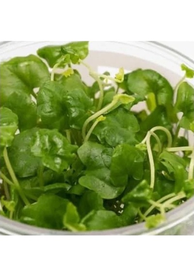 Cardamine Lyrata In Vitro Canlı Bitki