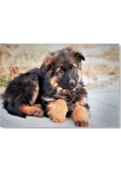 Cakasepetim Kahverengi Siyah Sevimli Yavru Köpek Ahşap Mdf Tablo