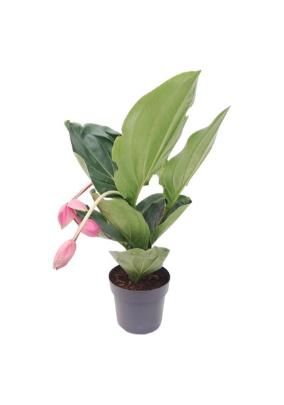 medine gülü /medinella, medinilla 30-350cm