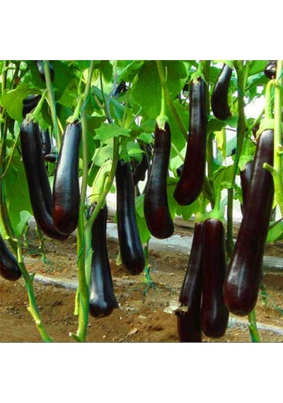 Kemer Patlıcan Tohumu10 GRam