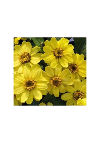 Mini Çiçekli Kirli Hanım Zinnia Tohumu - Sarı Kırmızı Renk - 5 Adet