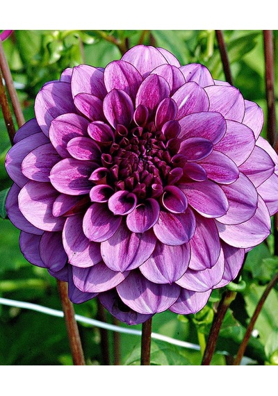 Dahlia Çiçekli Dream Rosy Mor Zinya Çiçeği Tohumu 40 Tohum